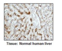 Anti-LC3 pAb