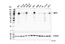 NRF2 (E3J1V) Rabbit Monoclonal Antibody