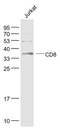 CD8抗体