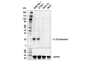 IL-18 (E8P5O) Rabbit mAb