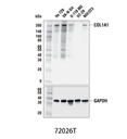 COL1A1 (E8F4L) XP Rabbit mAb