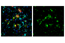 Iba1/AIF-1 (E4O4W) XP Rabbit mAb (Alexa Fluor 488 Conjugate)