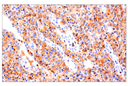 CD4 (EP204) Rabbit mAb