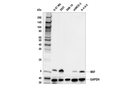 MIF (E7T1W) Rabbit mAb