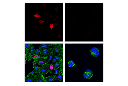 c-Jun (60A8) Rabbit mAb (Alexa Fluor 647 Conjugate)