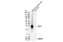 UCP1 (E9Z2V) XP Rabbit mAb